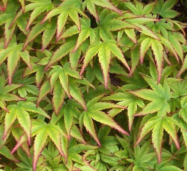 Acer palmatum 'Hanami nishiki' - mapleridgenursery